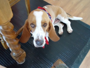 Opie the foster basset